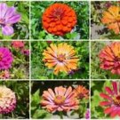 100 Seeds Ultimate Zinnia Flower Seed Mix, 6 Mixes in 1, Zin Master - Worldwide Shipping