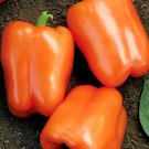 50 Seeds Orange Sweet Bell Pepper, NON-GMO, Heirloom, Variety Sizes