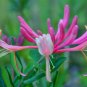 Live plant from US - Lonicera Golden Flame Honeysuckle - starter plant