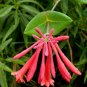 Live plant from US - Lonicera sempervirens Coral Honeysuckle - starter plant