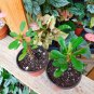 Live plant from US - Pink Crown Of Thorns Apache Euphorbia Splendens3-4" - starter plant