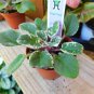 Live plant from US - African Violet Grape Treat 2.75" Pot Lavend - starter plant
