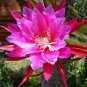 Live plant from US - 6 Mystery Epiphyllum Orchid Cactus No Root Cuttings - starter plant