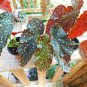 Live plant from US - Begonia Harmony's Dreams Cane Angel Wing - starter plant