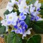 Live plant from US - White Lavender Pansy african Violet RS Ariel 3-4" Pot- starter plant