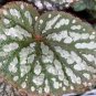 Live plant from US - Begonia Betsy Rex Painted Leaf Begonia 4" plant - starter plant