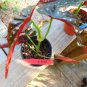 Live plant from US - Begonia Harmony's Siren Cane Angel Wing Pink - starter plant