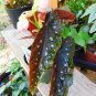 Live plant from US - Begonia Harmony's Siren Cane Angel Wing Pink - starter plant