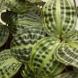 Live plant from US - Seersucker Plant Geogenanthus poeppigii - Silvery Green Leather - live plant