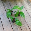 Live plant from US - 3 pcs Black Bat Flower Plant Tacca Chantrieri - live plant