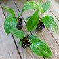 Live plant from US - 3 pcs Black Bat Flower Plant Tacca Chantrieri - live plant