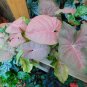 Live Plant Pink Neon Robusta Syngonium 4" Pot plant