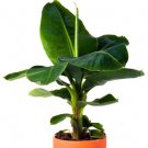 Live Plant Banana Tree bare roots Musa -DWARF CAVENDISH