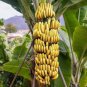Live Plant Banana Tree bare roots Musa -DWARF CAVENDISH