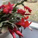 Live plant from US - Grace Prayer RED Christmas Cactus Succulent
