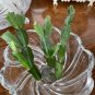Live plant from US - Grace Prayer RED Christmas Cactus Succulent