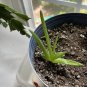 Live plant from US - Egyptian Plant of Immortality Aloe Vera Succulent