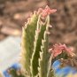 Live plant from US - PINK Kalanchoe MOTHER Of 1000 SUCCULENT PLANT