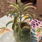 Live plant from US - PINK Kalanchoe MOTHER Of 1000 SUCCULENT PLANT