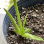 Live plant from US - WONDERFUL HEALING Aloe Vera