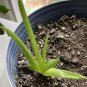 Live plant from US - WONDERFUL HEALING Aloe Vera