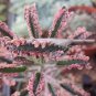 Live plant from US - ABSOLUTELY DAZZLING Kalanchoe Mother Of 1000