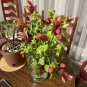 Live plant from US - Attractive ROSE RED SHRIMP - Attracts Hummingbirds