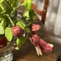 Live plant from US - Attractive ROSE PINK SHRIMP - Attracts Hummingbirds