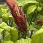 Live plant from US - Attractive ROSE PINK SHRIMP - Attracts Hummingbirds