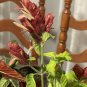 Live plant from US - Attractive ROSE PINK SHRIMP - Attracts Hummingbirds