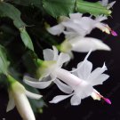 Live plant from US - White Succulent Cactus