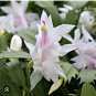 Live plant from US - White Succulent Cactus