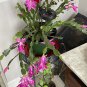 Live plant from US - Dreamy Pink Taffeta Succulent Cactus Starter Plant