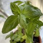 Live plant from US - Aromatic Green Leaf Basil Starter Plant - OOKING & REPELS MOSQUITOES