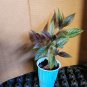 Live plant from US - PERSIAN SHIELD Strobilanthes Dyerianus Plant