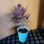 Live plant from US - PERSIAN SHIELD Strobilanthes Dyerianus Plant