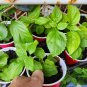 Live plant from US - Lantana 'FIREWORKS 1 Live Rooted