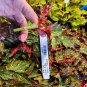 Live plant from US - Angel Wing Sophie Cecile Begonia Rooted
