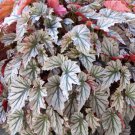 Live plant from US - Begonia LOOKING GLASS Rooted