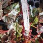 Live plant from US - Begonia LOOKING GLASS Rooted