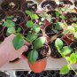 Live plant from US - 1 "Lipstick Plant" Rooted