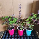 Live plant from US - SOLAR ECLIPSE - 1 live COLEUS