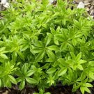 Live plant from US - ground cover shade plant Sweet Woodruff In a 3.5 inch square pot