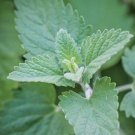 Live plant from US - Catnip Plant - Cats Love it!