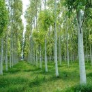 Live plant from US - Eucalyptus Tree plant - rooted