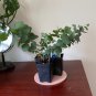 Live plant from US - Eucalyptus Tree plant - rooted