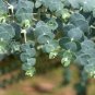Live plant from US - Eucalyptus Tree plant - rooted