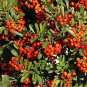 Live plant from US - Pyracantha coccinea - Red Orange Berries Tree plant - rooted