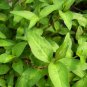 Live plant from US - Vietnamese Coriander - Culinary Herb Plant Tree plant - rooted
