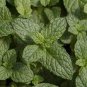 Live plant from US - Kentucky Colonel Mint Plant Tree plant - rooted